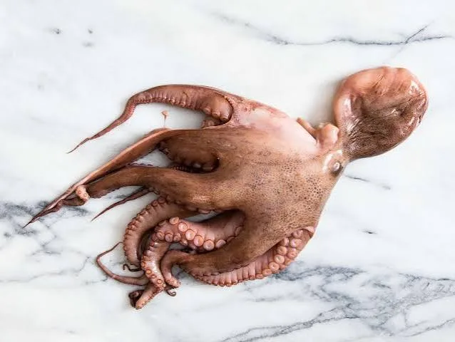 octopus